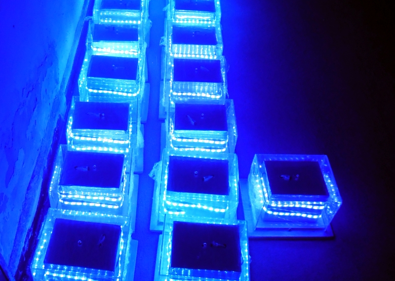 Conjunto de lámparas para mesas en color azul